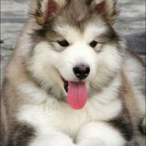 Meet your Posher, Adam